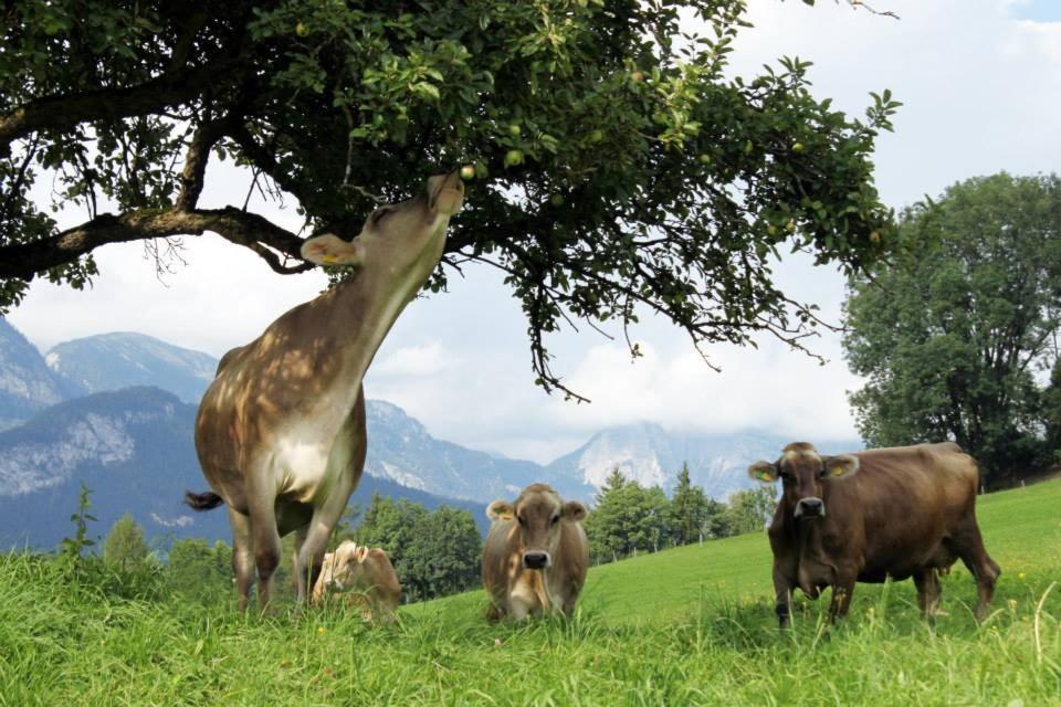 Pension Glitschnerhof Aigen im Ennstal Bagian luar foto