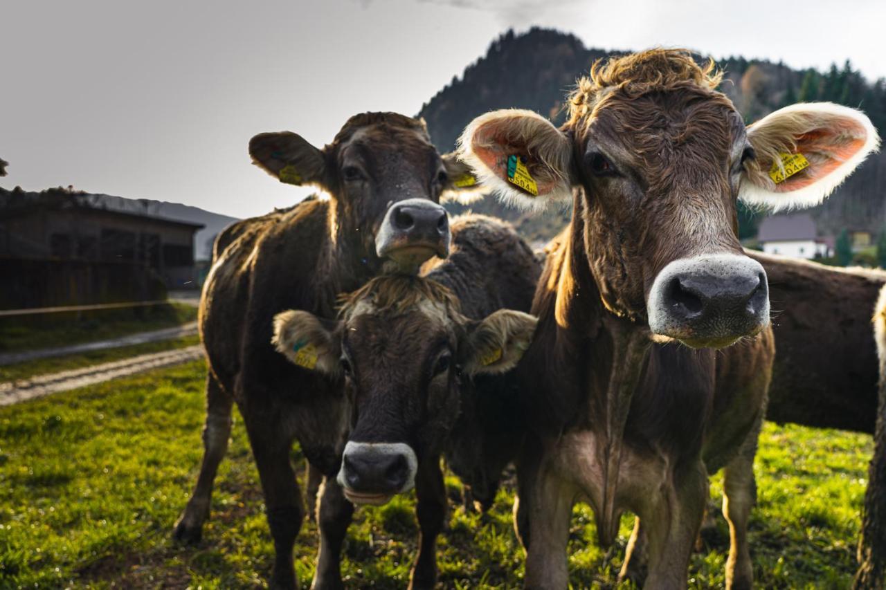 Pension Glitschnerhof Aigen im Ennstal Bagian luar foto